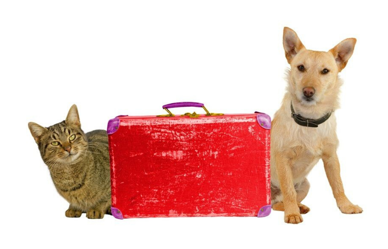 mascotas y maleta